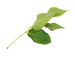 Naklejka premium Closeup of fresh twig with green leaves isolated on white or transparent background.