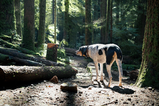 Large dog catching a scent in the forest with defocused background. Bluetick coonhound smelling something. Focused and alert body language. Male Bluetick Coonhound or coon dog. Selective focus.