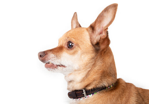 Dog with a snaggletooth. Side view of cute small Chihuahua with one tooth sticking out. goofy dog portrait of senior dog. Female short hair Chihuahua, brown or tan color. Selective focus.