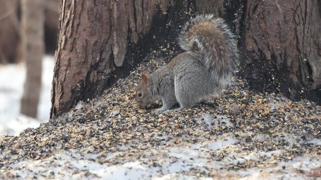 un &eacute;cureuil mange des graines de tournesol au sol dans la neige en hiver	