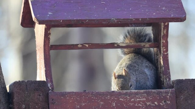 &eacute;cureuil dans une mangeoire d'oiseau, Qu&eacute;bec, Canada