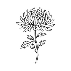 Naklejka premium PNG Elegant chrysanthemum line art design.