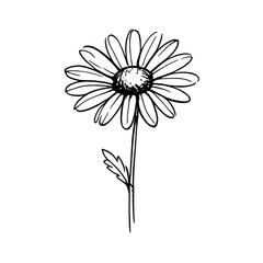 Naklejka premium PNG Minimalist daisy sketch on white.