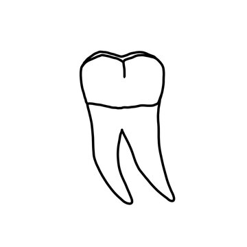 Anatomy of human tooth 37, US #18, mandibular left second molar drawn by a professional dental technician