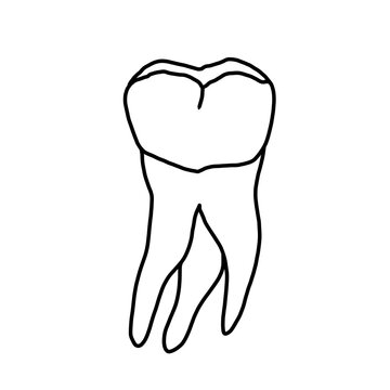 Anatomy of human tooth 26, US #14, maxillary left first molar drawn by a professional dental technician