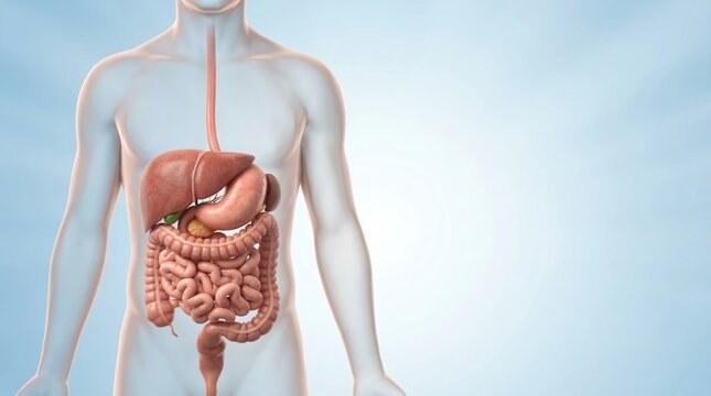 A detailed illustration of the human digestive system with internal organs visible