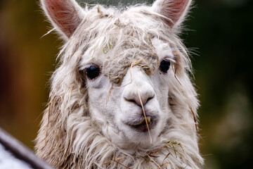 Fototapeta premium Funny Alpaca Portrait With Hey on Face Outdoors