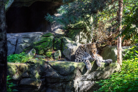 Ein Armurleopard liegt im Sonnenlicht auf einem Fels vor dem Eingang einer H&ouml;hle und putzt (leckt sich) seine Pfote