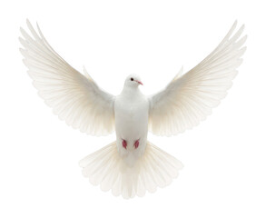 Obraz premium PNG White dove symbolizing peace.