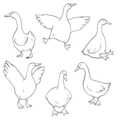Obraz premium Goose Line Art Clipart Set, Cute Goose Outline Illustration, Farm Bird Minimal Drawing, Hand Drawn Goose Isolated