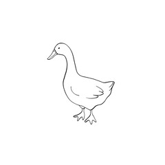 Fototapeta premium Goose Line Art Clipart, Cute Goose Outline Illustration, Farm Bird Minimal Drawing, Hand Drawn Goose Isolated