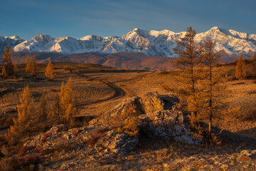 Naklejka premium Golden autumn larch forest, winding dirt road, distant snow capped mountains at sunset, warm light, remote landscape.
