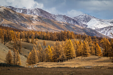 Fototapeta premium Autumn landscape featuring golden trees in a forest below snowy rugged mountains under cloudy sky