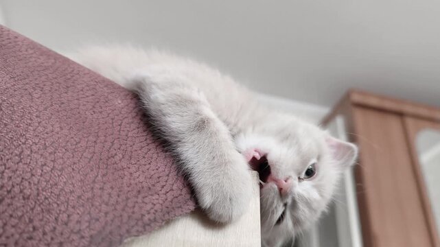 Little teething kitten chewing wooden plywood corner, possible splinter danger