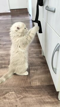 Funny moment kitten playing with backpack strap makes bag fall and jumps in surprise, vertical video