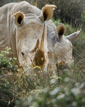 Southern white rhinoceros portrait emerging from vegetation with second rhino behind