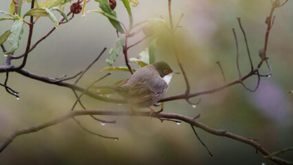 Obraz premium Small Bird Perched on Branch in Soft Light