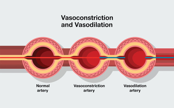 A detailed medical diagram illustrates the normal state, vasoconstriction, and vasodilation of arteries