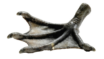 Fototapeta premium A duck foot, PNG, Isolated on transparent background