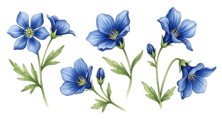 Fototapeta premium A delicate watercolor painting of blue flowers on a white background
