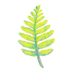Naklejka premium PNG Vibrant watercolor fern illustration.