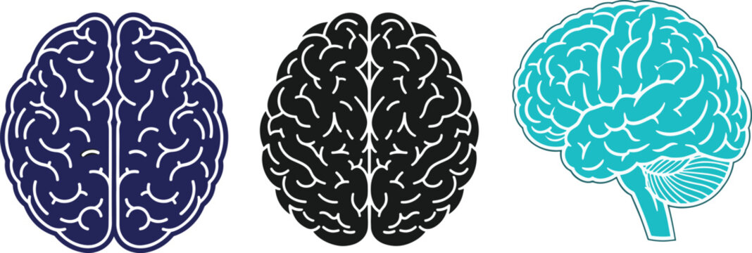 Human brain anatomy illustration set with front and side view brain icons, neuroscience medical concept vector collection isolated on white background