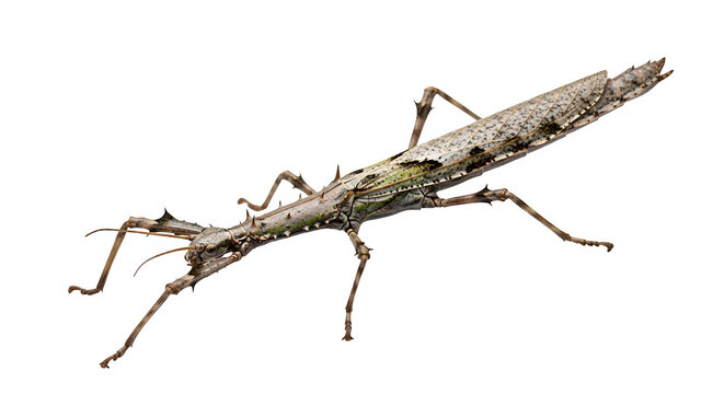 Stick insect on black background isolated on transparent background