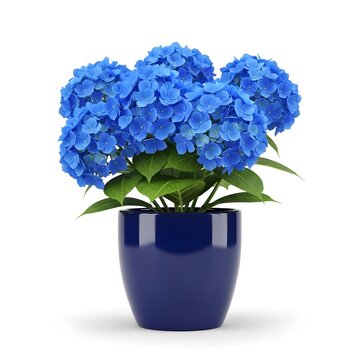 Vibrant blue hydrangea flowers in a dark blue glossy pot on white background