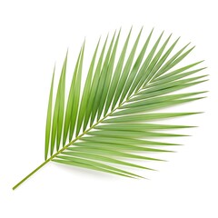 Obraz premium A close-up view of a vibrant green palm leaf with intricate details isolated on white background