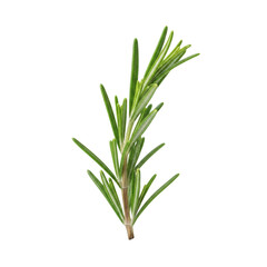 Fototapeta premium Fresh green rosemary sprig with leaves isolated on transparent background