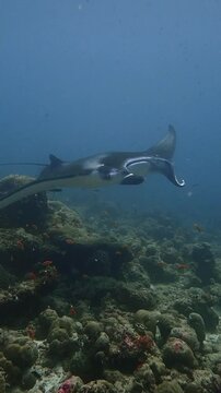 Slow-motion underwater shot of a majestic manta ray gliding above a rocky coral reef. Its wide wings, curved cephalic fins and long tail move through calm blue water as small reef fish scatter below.