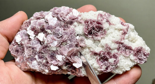 Pink flaky lepidolite mica crystals forming rose shaped aggregates on white cleavelandite albite.