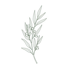 Obraz premium Black and White Illustration of Plant.