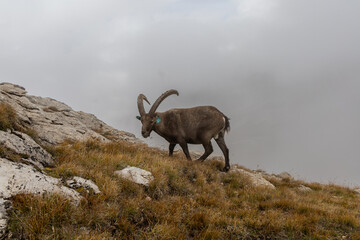 Fototapeta premium Alpine ibex in natural habitat with a dramatic cloudy sky in the Cerces massif, French Alps
