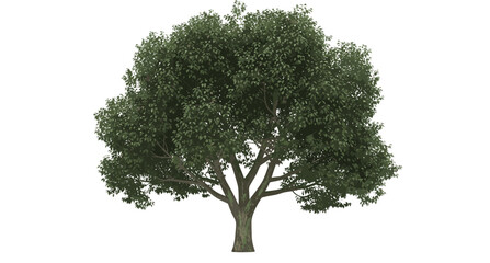 Deciduous tree illustration, mature green foliage vector art, botanical nature drawing, landscape design concept, educational plant artwork, detailed trunk branches © MdShahadot