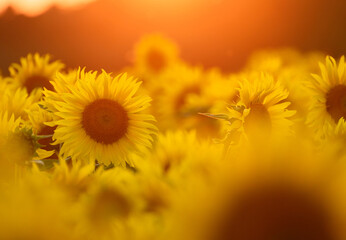 Obraz premium Beautiful sunset over sunflowers field