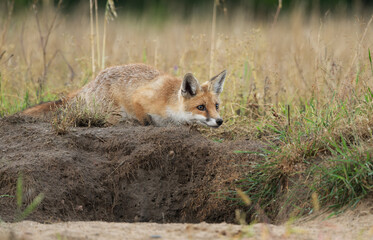 Fototapeta premium Cute young red fox ( Vulpes vulpes )