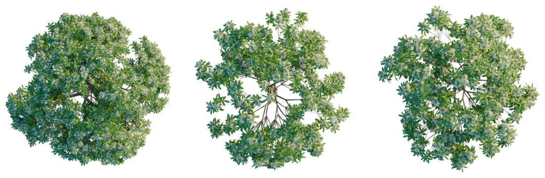 Alstonia scholaris tree plan, top view, cutout, transparent background, isolate, Aerial View of Lush Green Pine Forest Canopy, Detailed Texture, Pine Trees, Nature