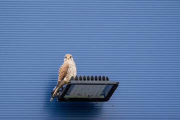 Common kestrel falco tinnunculus perched on modern streetlight against blue corrugated wall. Urban wildlife portrait with minimal composition and strong geometric background. City nature concept.