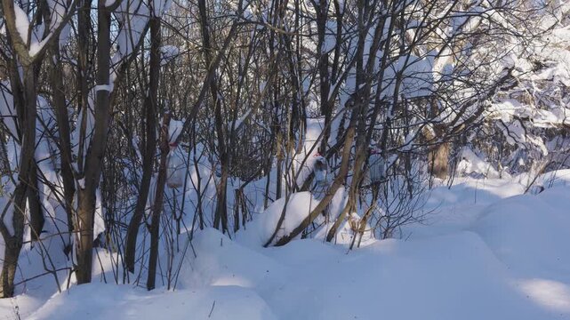 Small birds feed from a hanging feeder in a snowy winter forest. Sparrows and tits gather among bare branches, creating a calm wildlife scene in bright natural daylight. High quality 4k footage