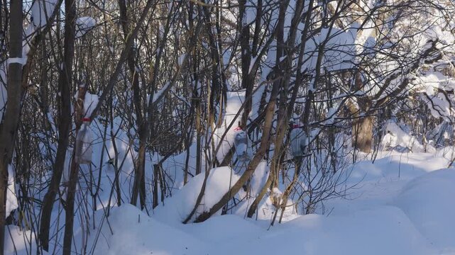 Sparrows and tits eat from a feeder placed in a winter forest. Small birds move among snowy branches and gather for food in a quiet woodland environment. High quality 4k footage