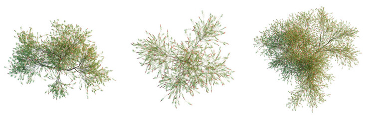 Callistemon viminalis tree plan, top view, cutout, transparent background, isolate, Delicate Japanese Maple Branch with Vivid Red and Green Leaves - Nature's Autumn Beauty
