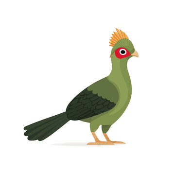 Turaco, 2D flat vector illustration, simple and modern style, isolated on a plain white background.