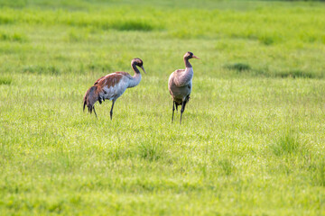 Fototapeta premium Two large grey birds known as common cranes, Grus grus standing on a field during nightless night in Finnish nature, Northern Europe
