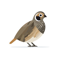 Fototapeta premium Quail illustrated in a clean 2D flat vector style, minimal and modern, isolated on a white background.