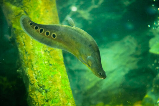 Clown featherback, Clown knifefish ( Chitala ornata )&nbsp;in aquarium tank at Pasak Chonlasit Aquarium, Lopburi Province, Thailand. Side view.