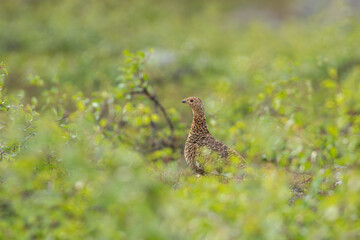 Fototapeta premium Female Willow ptarmigan, Lagopus lagopus, surrounded by green foliage in Finnish Lapland, Northern Europe