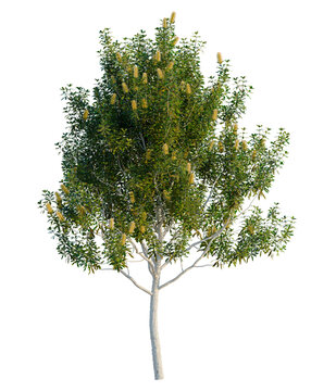 Banksia Integrifolia tree, elevation, front view, cutout, transparent background, isolate, Branch of green eucalyptus tree with leaves, vector illustration, suitable for backgrounds and design