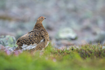 Beautiful female Willow ptarmigan, Lagopus lagopus has fluffed up uts brown summer plumage in Finnish Lapland, Northern Europe