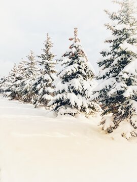 Row of snow covered fir trees in winter, Utah, USA